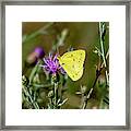 Yellow Butterfly 7201 Framed Print