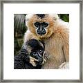 Yellow-cheeked Gibbon Framed Print