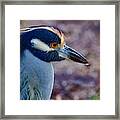 Yellow-crowned Night Heron Framed Print
