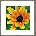 Yellow Flower Black Eyed Susan Framed Print