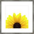 Yellow Flower On White Background Framed Print
