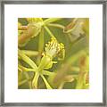 Yellow Orchid Framed Print