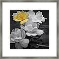 Yellow Rose Cluster Partial Color Framed Print