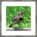 Yellow-shafted Northern Flicker Framed Print
