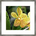 Yellow Spotted Orchids Framed Print