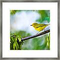 Yellow Warbler Framed Print