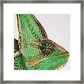 Yemen Chameleon, Close-up Of Head, Side Framed Print