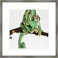 Yemen Chameleon Sitting On Branch Framed Print