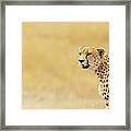Young Adult Cheetah Banner Framed Print