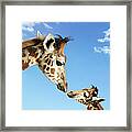 Young And Adult Giraffes Looking Face Framed Print