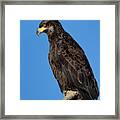 Young Bald Eagle Framed Print