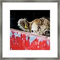 Young Blonde Cow And Red Metal Barn Door Framed Print