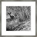 Young Buck - Palo Duro Canyon State Park, Texas Framed Print