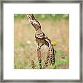 Young Burrowing Owl On Mullein Framed Print