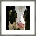 Young Cow Framed Print