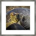 Young Elephant Seals Framed Print