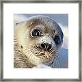 Young Harp Seal Framed Print