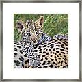 Young Leopard Cub Atop Mother Framed Print