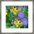 You're So Pansy Framed Print