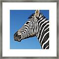 Zebra Equus Burchellii Against Blue Framed Print
