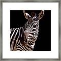 Zebra Equus Sp., Close-up Framed Print