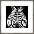 Zebra M Framed Print