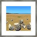 Zebra Nautilus Shells On The Beach Framed Print
