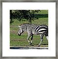 Zebra Out For A Stroll Framed Print