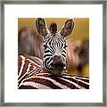Zebra Resting Framed Print