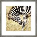 Zebra, South Africa Framed Print