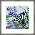 Zebra Swallowtail Framed Print