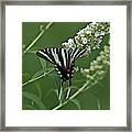 Zebra Swallowtail On Butterfly Bush Framed Print