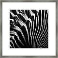 Zebras Equus Sp, Close-up Framed Print