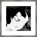 Zen Cat Framed Print