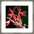 Zion Lobelia Framed Print