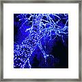 Tree In Blue Light Framed Print