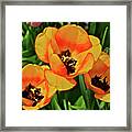 2020 Acewood Tulips Trio #1 Framed Print