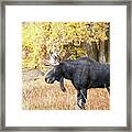 2021 Bull Moose Seven #1 Framed Print