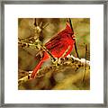 A Cardinal In January #1 Framed Print