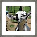 A Goat's Smile Framed Print