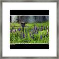 A Home Among The Lupine Redux Poster Framed Print
