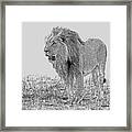 African Lion 2 #1 Framed Print