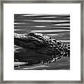 Alligator In Black And White Framed Print
