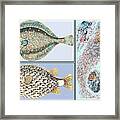 Aquatic Life #2 Framed Print