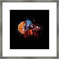 Artistic Brown Multicolor Betta Fish #1 Framed Print