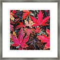 Autumn Leaves #1 Framed Print