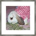 Baby Bun Bun #1 Framed Print