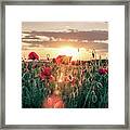 Backlit Flowery Field Of Red Poppies At Sunrise #3 Framed Print