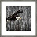 Bald Eagle #1 Framed Print