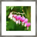 Be Still My Bleeding Heart Framed Print